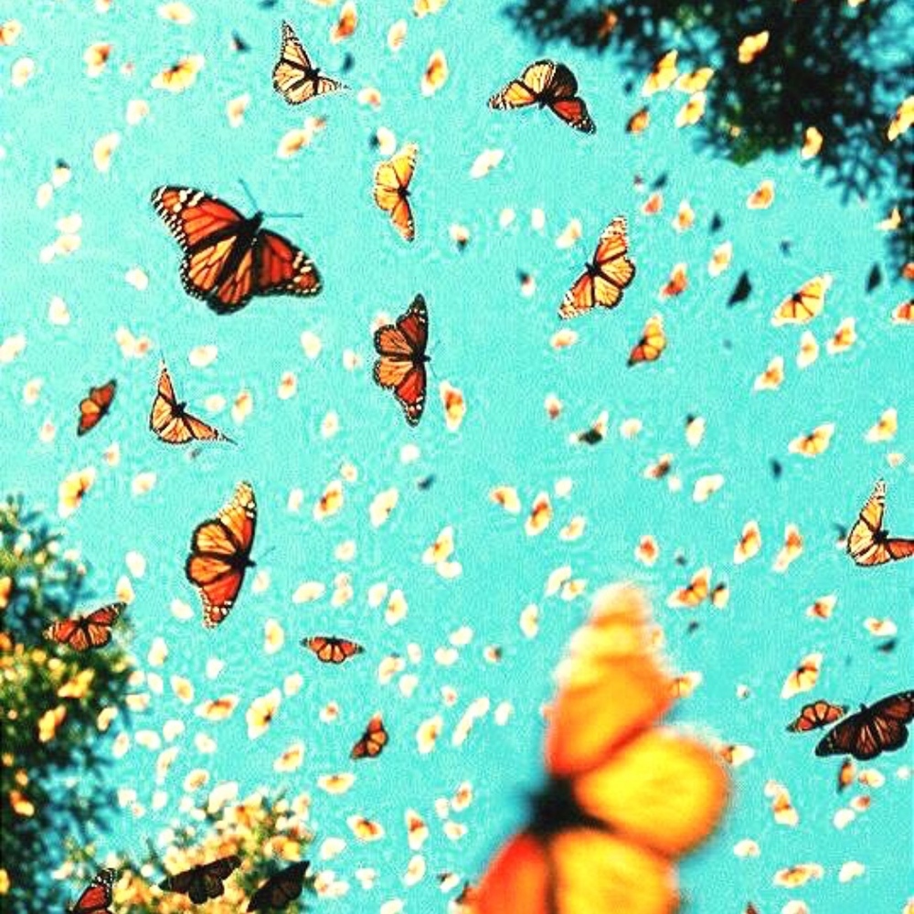 Meet your Posher, Zadie